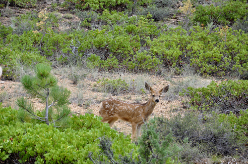 deer in Bryce Canyon